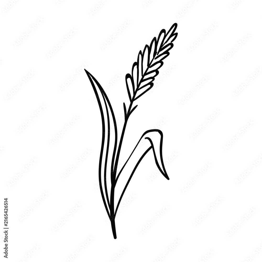 Fototapeta premium Hand drawn plant illustration on a white background, featuring a simple organic design and offering a clean graphic element for various design projects