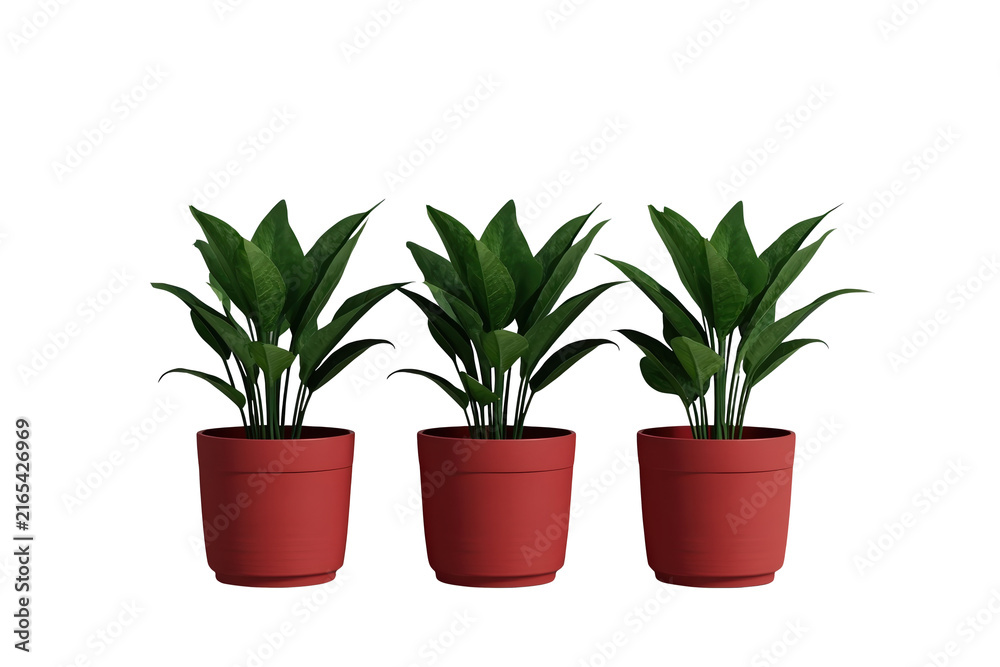 Fototapeta premium Three matching leafy houseplants in red pots