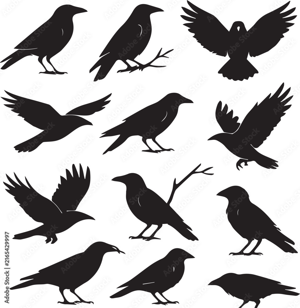 Fototapeta premium Black Crow Silhouette Set on transparent background