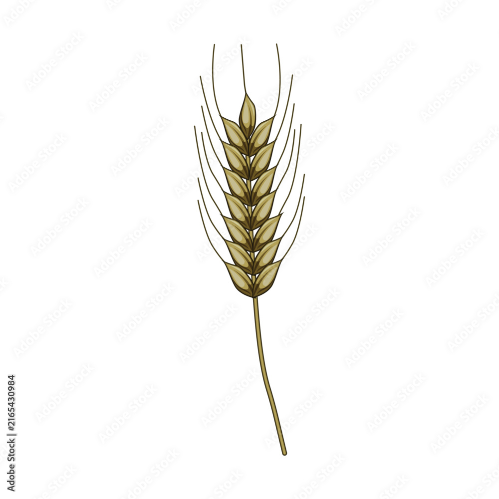 Fototapeta premium Wheat ear grain with a green stem and golden spikelets on a white background, symbolizing harvest, agriculture, and healthy eating