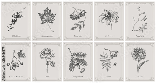 Autumn heritage botanical labels collection with fall leaves, flowers and berries hand drawn illustrations in vinatge style. Not AI generated