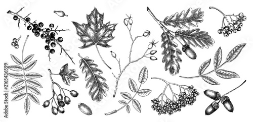 Autumn leaves, berries, nuts hand drawn botanical illustrations set. Vintage fall plants sketches in engraving style. NOT AI generated
