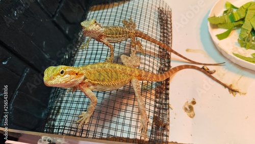 Bearded Dragons Climbing on Wire Mesh in a Reptile Enclosure