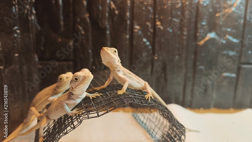 Bearded Dragons Climbing on Wire Mesh in a Reptile Enclosure