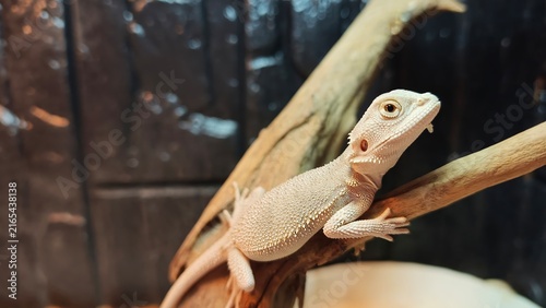 Close Up Portrait of a Bearded Dragon Resting on a Wooden Branch