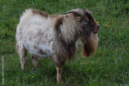 Konstfotografi goat in the grass