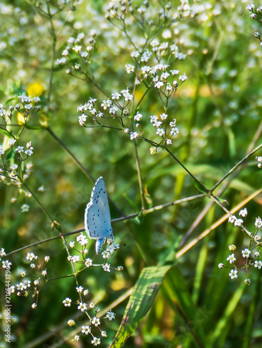 Amanda's blue butterfly is sitting on the yellow flower. Close up view