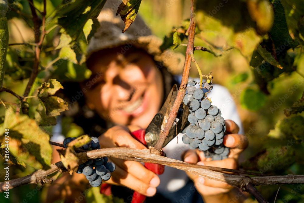 Fototapeta premium close up of hands of young woman smiling during harvest of grapes for wine in a vineyard in italian countryside at sunset
