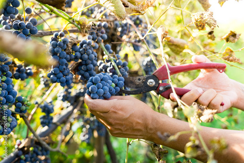 close up of hands of young woman smiling during harvest of grapes for wine in a vineyard in italian countryside at sunset