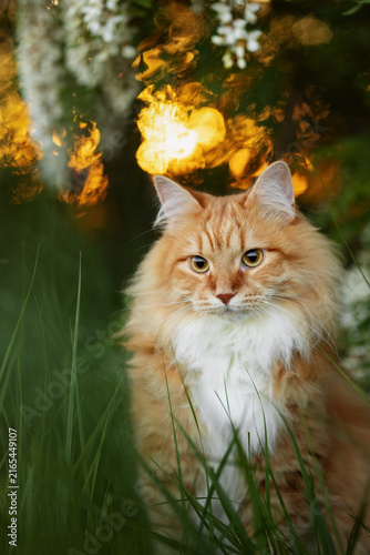 A photo of a ginger fluffy cat next to a flowering acacia tree.