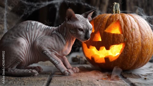 Sphynx Cat Interacts with Glowing Jack o Lantern Halloween Pumpkin