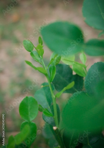 Foto The young shoots and leaves of the kaffir lime tree are distinctive for their co