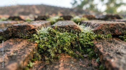 moss on stone