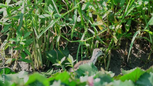 Tailed pheasant jacana chick exploring the world