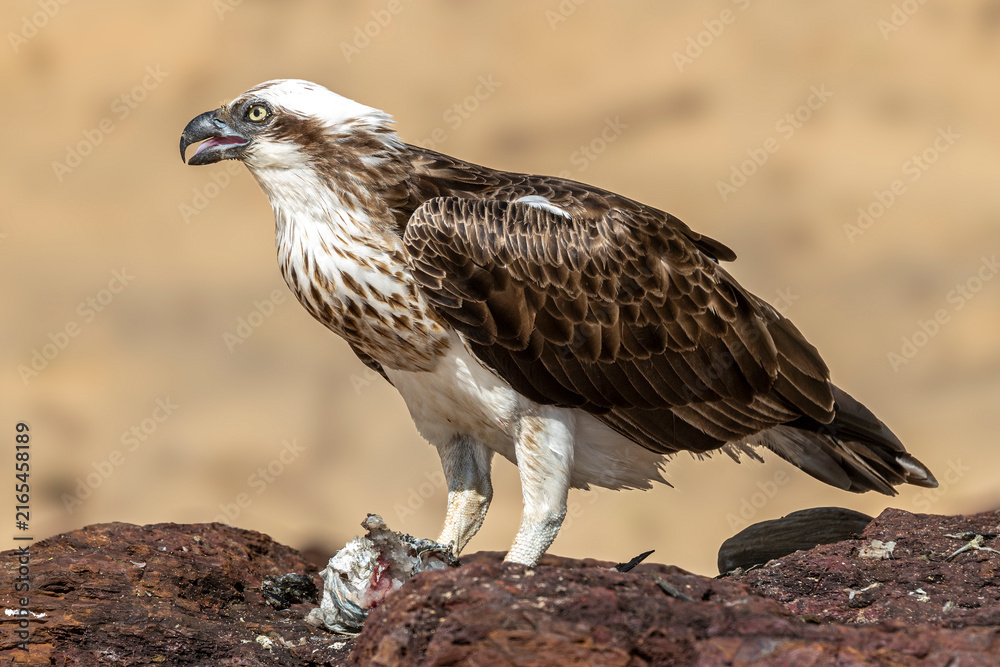 Fototapeta premium Australian Eastern Osprey eating fish meal
