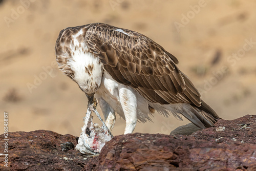 Australian Eastern Osprey eating fish meal