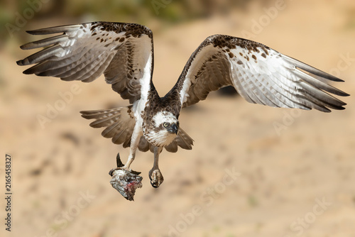 Australian Eastern Osprey with remains of fish catch