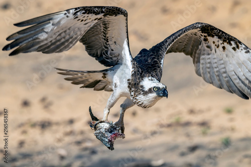 Australian Eastern Osprey with remains of fish catch
