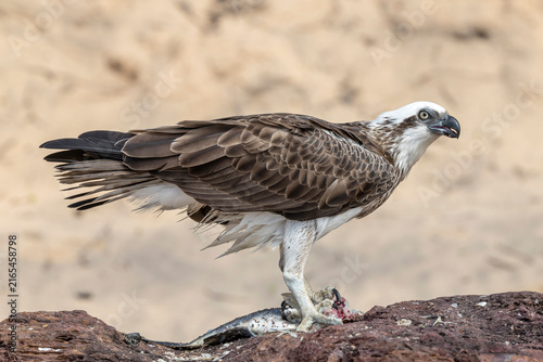 Australian Eastern Osprey with fish meal