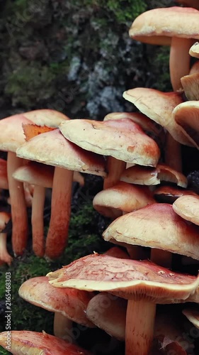 Slider shot of wild mushrooms on mossy log with autumn leaves in forest. Vertical