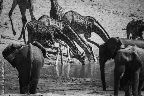 Obraz na płótnie Giraffes and elephants sharing a waterhole in black and white, Kruger