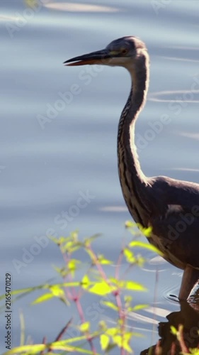 Grey heron wading through calm sunlit water near grassy bank while hunting. Vertical
