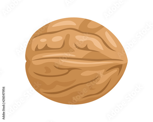 Whole walnut in shell, isolated vector illustration.