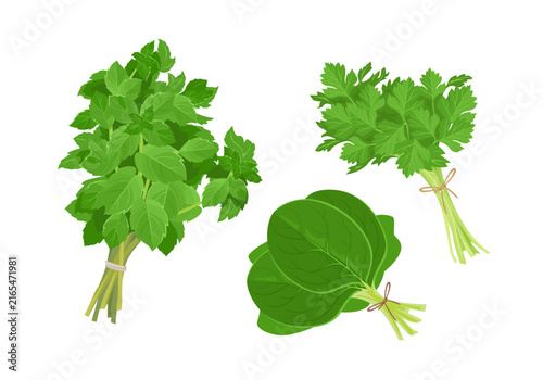 Fresh green herb bunches set (mint, parsley, spinach), isolated vector illustration.