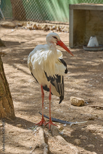 White stork standing on forest floor in wildlife enclosure.