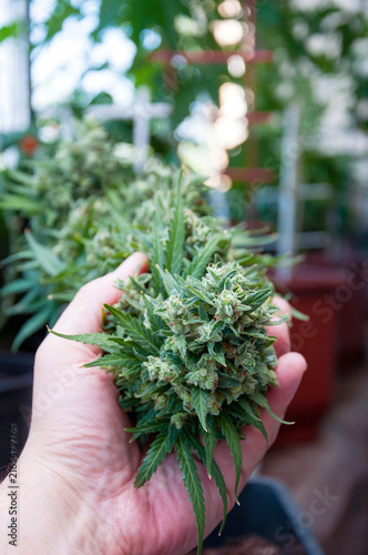 mature cannabis plant before harvest