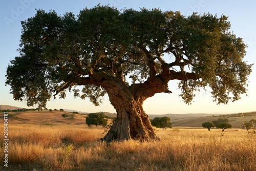 ancient cork oak tree in a golden mediterranean landscape at sunset, showcasing majestic natural form, sustainable cork forest and traditional rural environment