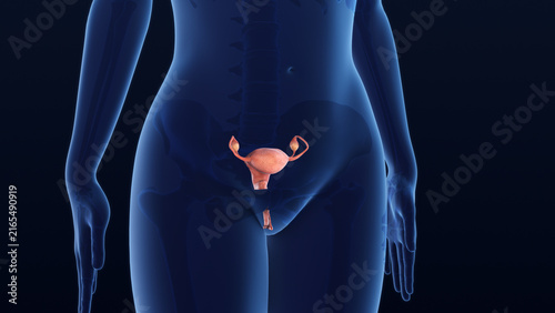 Healthy Female Reproductive System Inside Transparent Human Body 3D Illustration