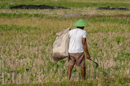 Obraz na plátne Asian farmer with conical hat carrying a heavy sack and sickle walking across a harvested field in horizontal view