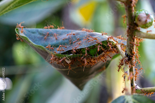 Quadro su tela Macro shot of Asian weaver ants constructing a nest by pulling and stitching green leaves together