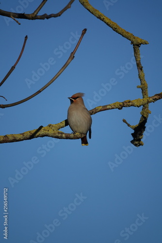 the beautiful bohemian waxwing (Bombycilla garrulus) an uncommon winter visitor to the UK