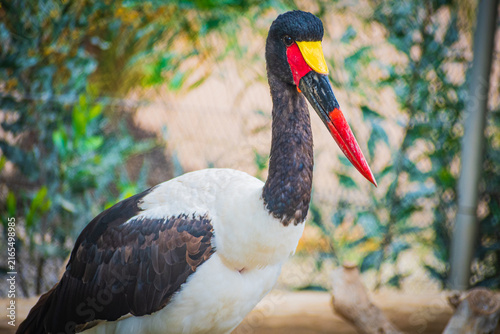 Canvas Print Jabiru (Jabiru mycteria)