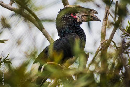 Konstfotografi trumpeter hornbill (Bycanistes bucinator)