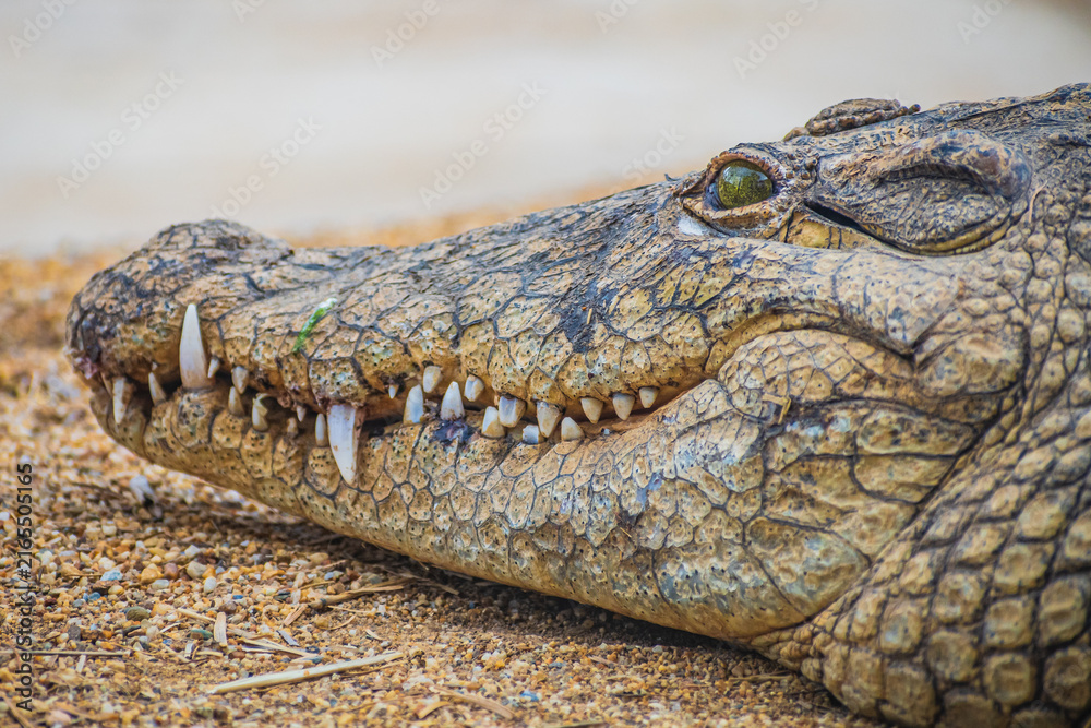 Fototapeta premium Nile crocodile (Crocodylus niloticus)