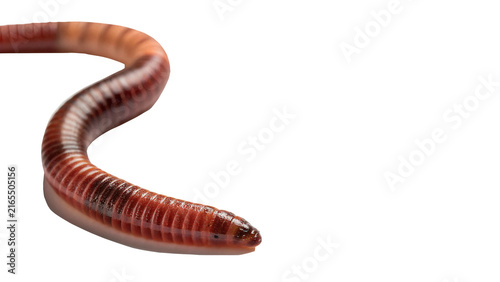 Fotografía A single crawling pink earthworm garden pest isolated on transparent background