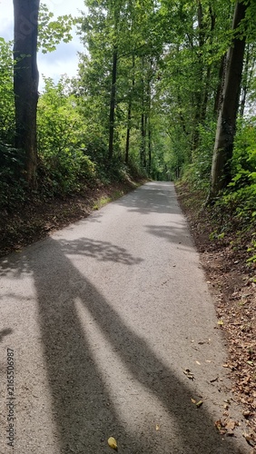 Bild auf Leinwand waldweg mit schattigen bäumen
