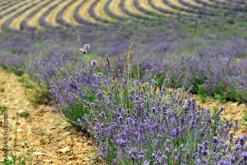 Lavender field, Provence, France
