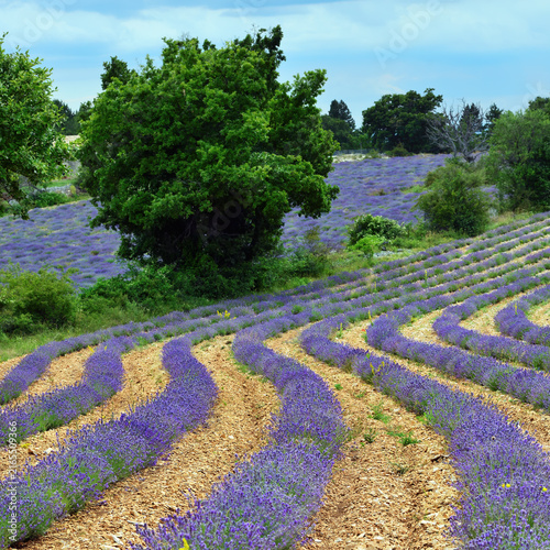 Lavender fields in Provence, France