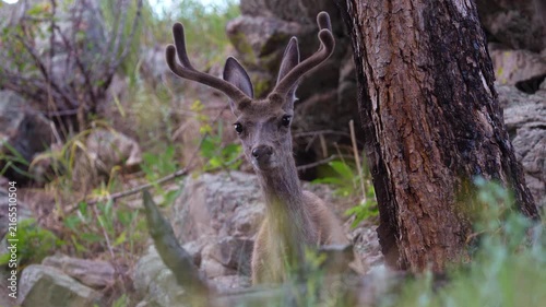 Mule deer (Odocoileus hemionus) buck in the Black Hills of South Dakota. Summer coat and Velvet antlers in July.