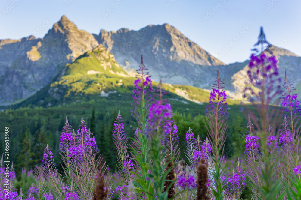 Obraz premium Blooming purple fireweed flowers with majestic mountain peaks in soft background