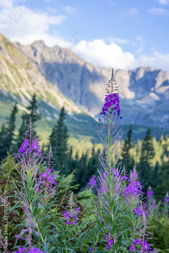 Foto Close up of blooming purple fireweed flower with blurred mountain peaks in backg