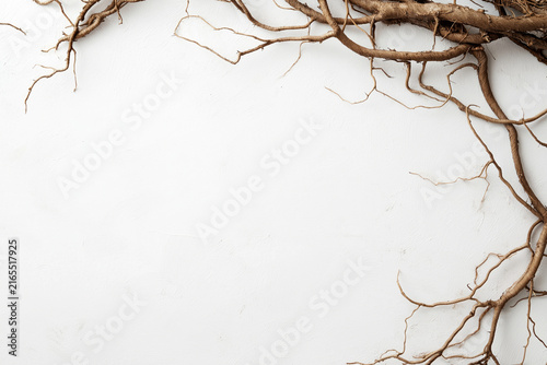 Dried tree roots arranged along the top and right edge of a textured white surface.