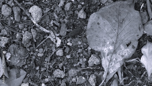 Konstfotografi Black and white close-up of a large fallen leaf surrounded by rocks, soil, twigs, and organic debris on the forest floor