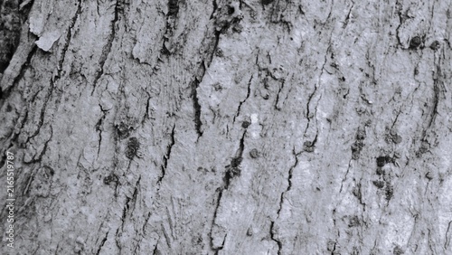 Black and white close-up of pale weathered tree bark with vertical cracks, rough layers, peeling texture, and natural wood grain.