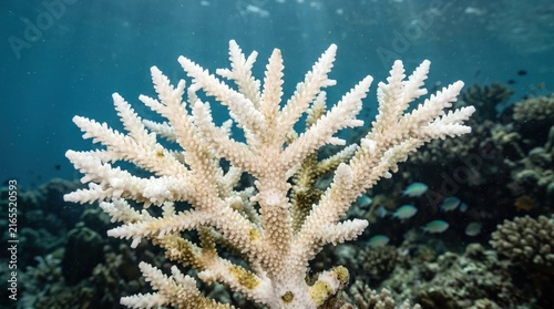 Bleached Coral Reef: A stark white, bleached coral stands as a poignant symbol of environmental distress amidst a submerged ecosystem.