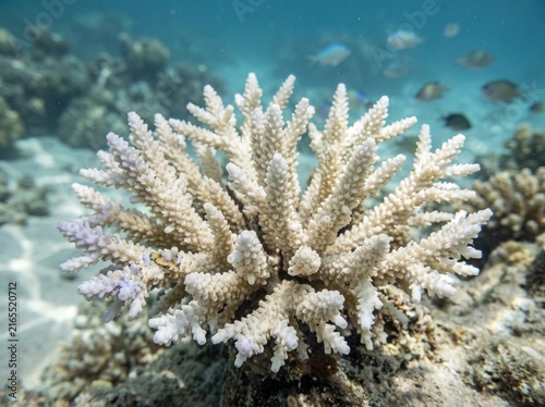 Bleached Staghorn Coral Colony: A stark reminder of environmental change, a bleached staghorn coral colony sits submerged in clear blue ocean water, its delicate structure vulnerable to warming seas.